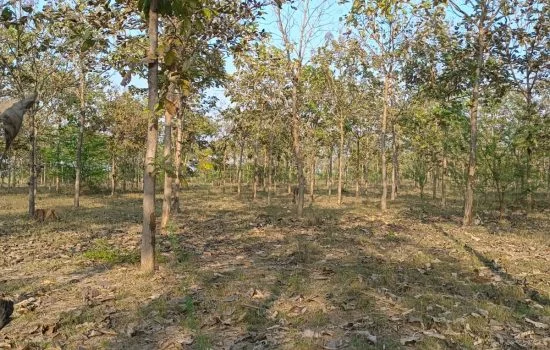 Kanduva